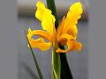 Golden Iris